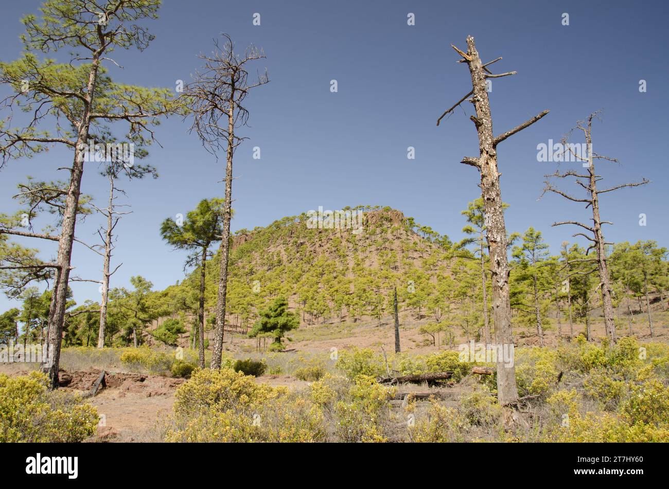 Forest of Canary Island pine Pinus canariensis in the Ojeda Mountain. Integral Natural Reserve of Inagua. Gran Canaria. Canary Islands. Spain. Stock Photo