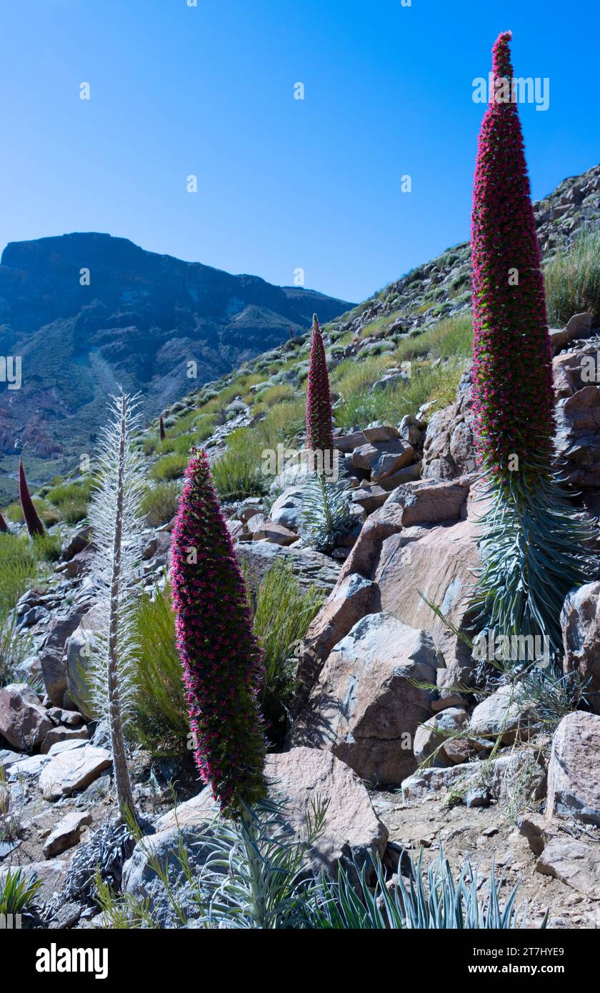 LANDSCAPE OF THE CANADAS OF TEIDE DE TAJINASTES AND MOUNT GUAJARA IN THE BACKGROUND. ENDEMIC PLANTS. Stock Photo