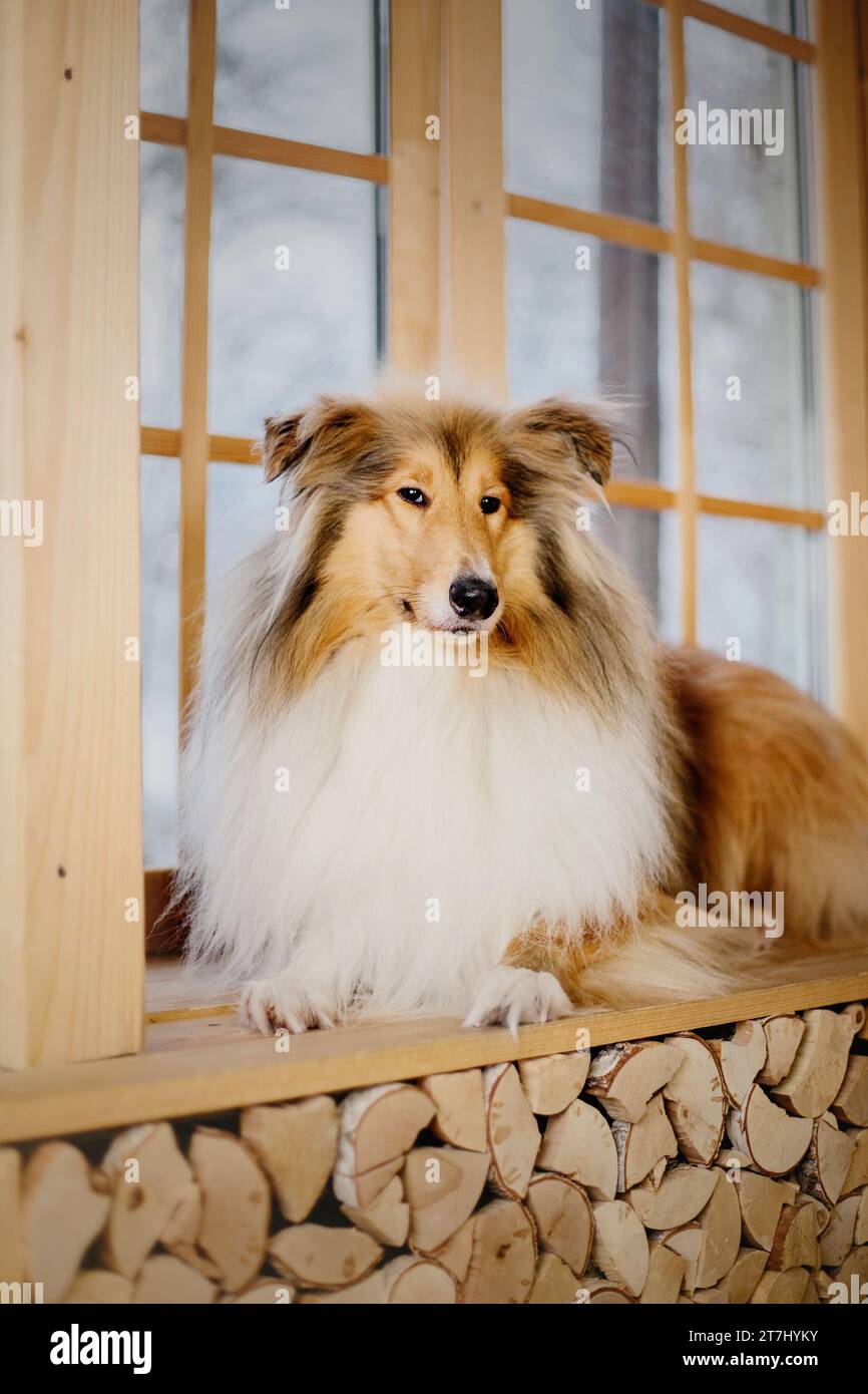 Dog as support hi-res stock photography and images - Alamy