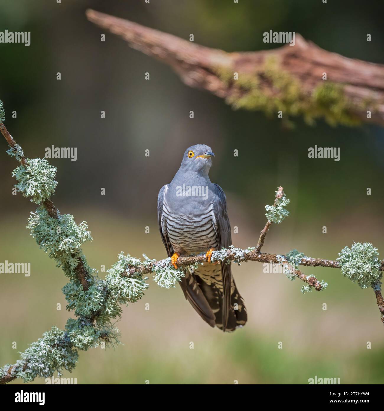 Colin the Cuckoo (Cuculus Canorus) looking for food at Thursley ...