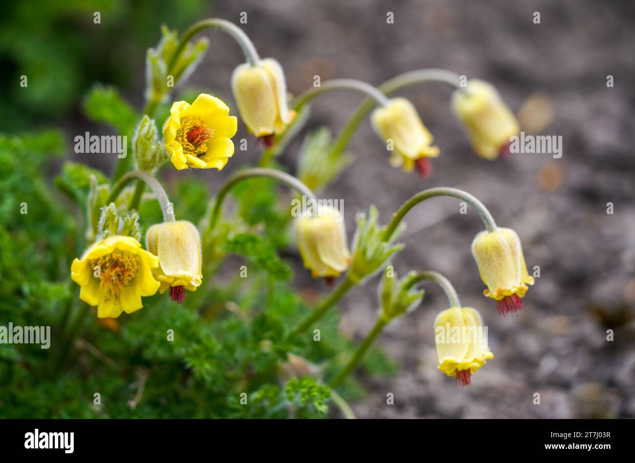 Flowers of the sulfur yellow Alpine pasqueflower. Blooming plant close-up. Pulsatilla alpina. Stock Photo