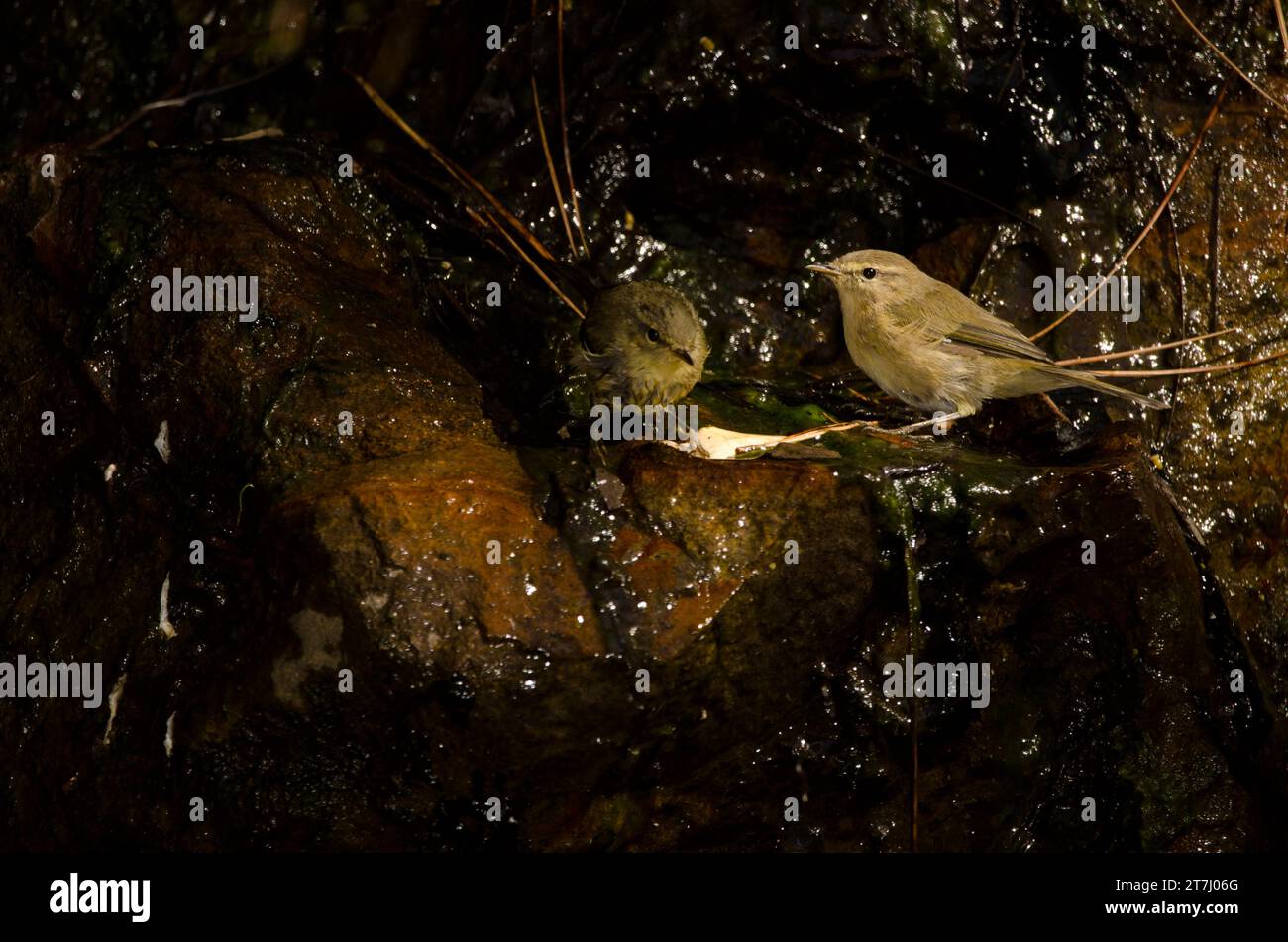 Western Canary Islands chiffchaffs Phylloscopus canariensis bathing in a water source. Integral Natural Reserve of Inagua. Gran Canaria. Canary Island Stock Photo