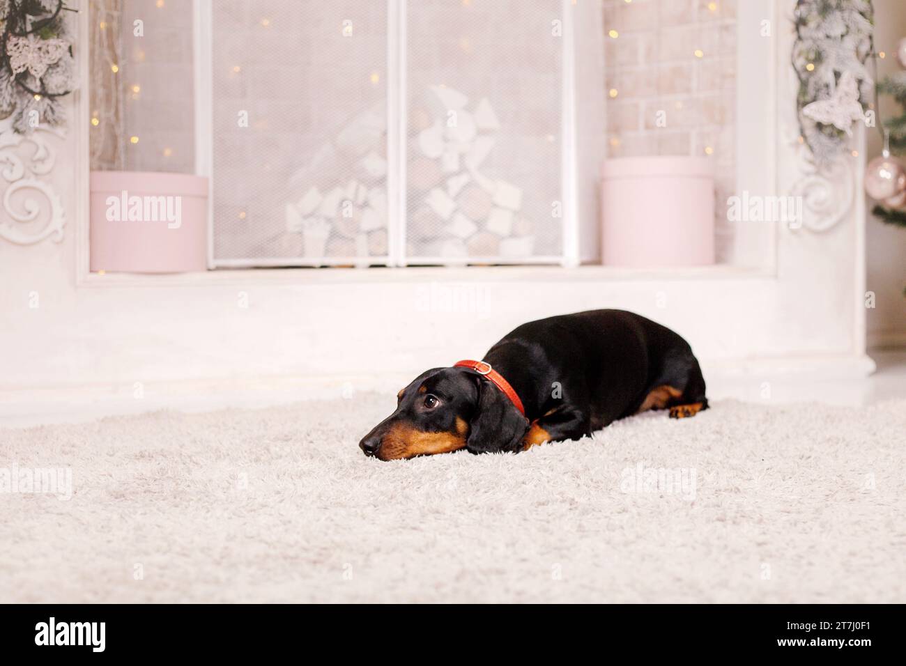 Dachshund dog breed. Happy New Year, Christmas holidays and celebration. Stock Photo