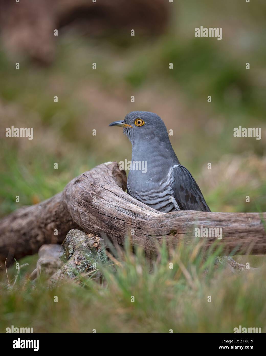 Colin the Cuckoo (Cuculus Canorus) looking for food at Thursley ...