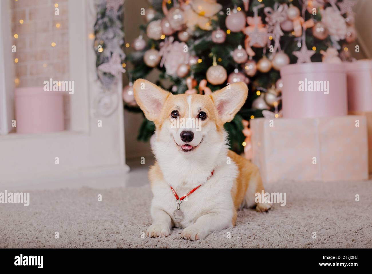 Corgi dog breed. Happy New Year, Christmas holidays and celebration. Stock Photo
