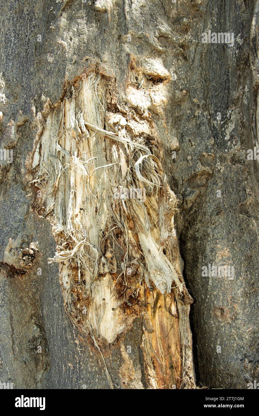 Elephant damage on a baobab trunk shows the fibrous structure of the tree, different to most other trees. Elephants often feed on baobabs in the dry. Stock Photo