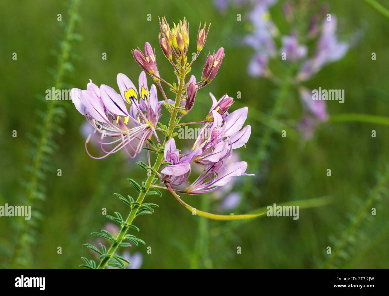 The flowers of the Pretty lady are a common sight during the rainy season, particularly on sandy soils in the semi-arid savannas. Stock Photo