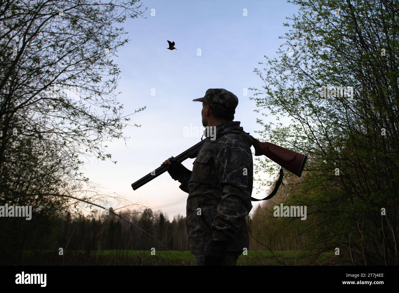A hunter with an unloaded rifle on his shoulder stands in the dusk in a ...