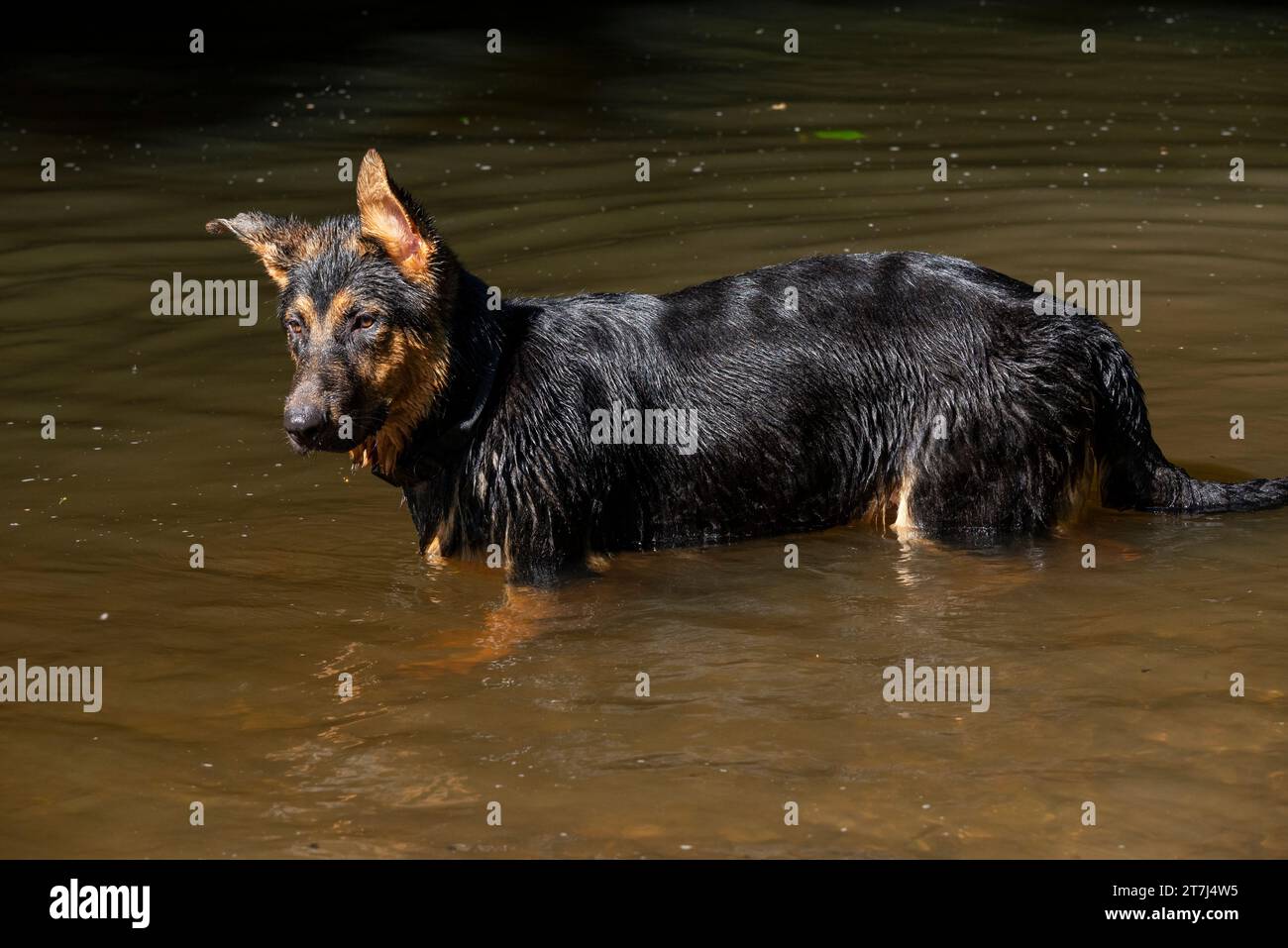 Young German Shepherd having fun in the water of a river in summer. Stock Photo