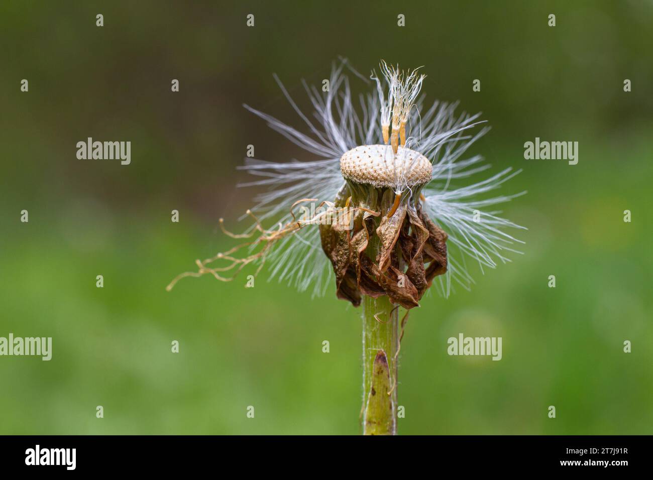 dandelion seedhead with almost no seed left on it, closeup Stock Photo