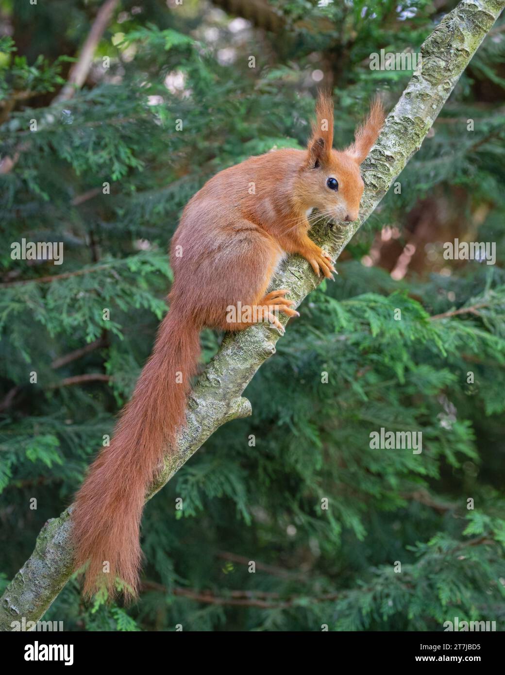 A Red Squirrel (Sciurus Vulgaris) feeding in its enclosure at British Wildlife Centre, Lingfield, Surrey, England, UK Stock Photo