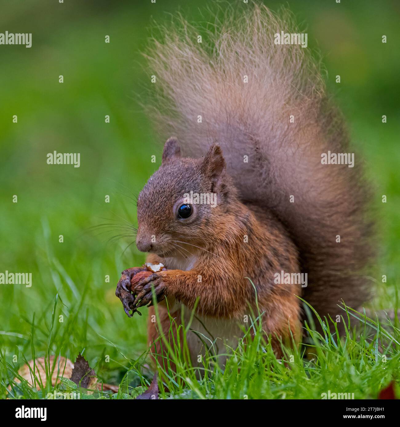 Red Squirrel, Perthshire, Scotland Stock Photo