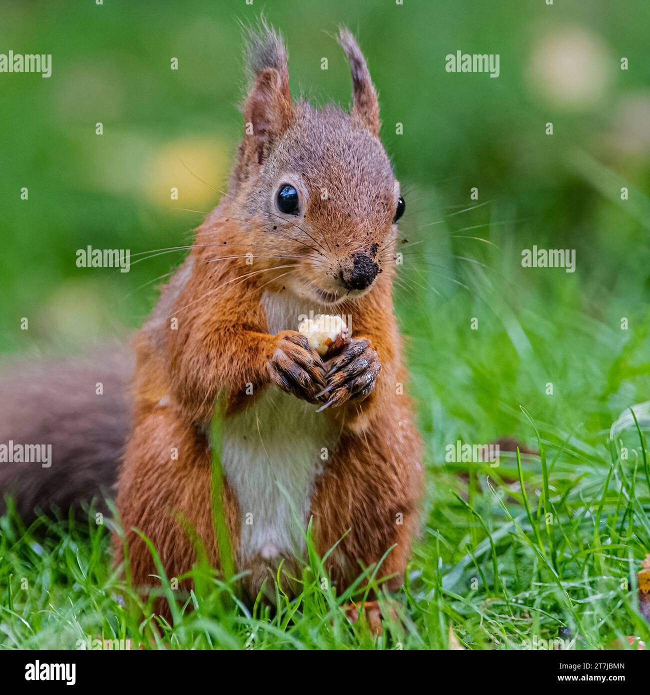 Red Squirrel, Perthshire, Scotland Stock Photo