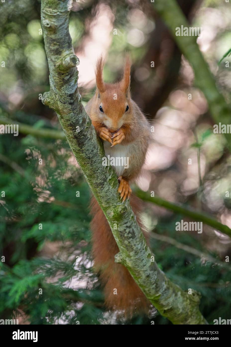 A Red Squirrel (Sciurus Vulgaris) feeding in its enclosure at British Wildlife Centre, Lingfield, Surrey, England, UK Stock Photo