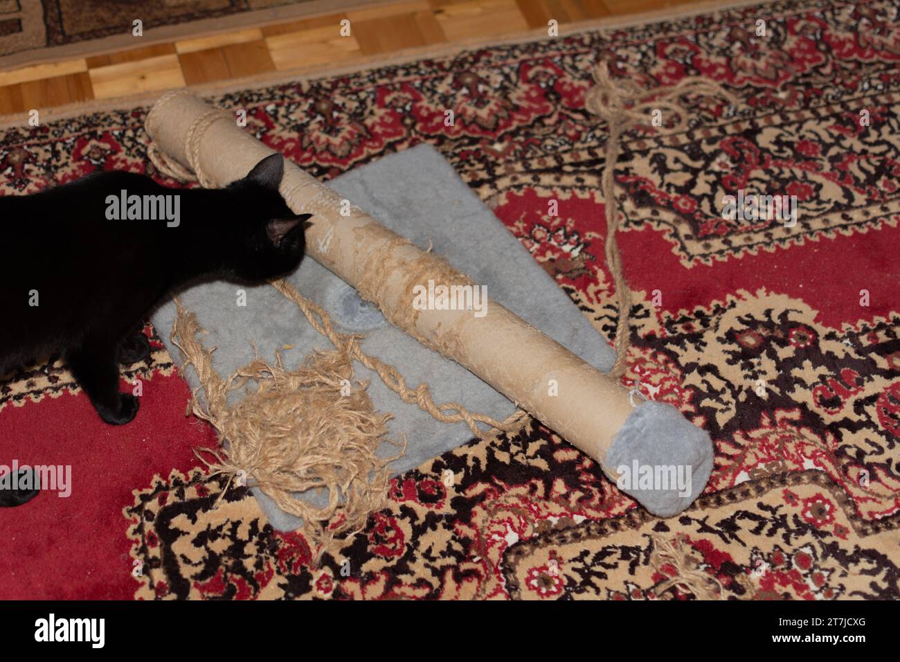 Cat Scratching Posts Repair. An old cat scratching post with torn jute rope and black bombay cat