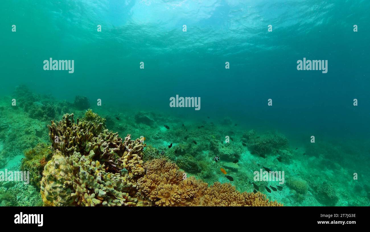 Colorful coral reef and fishes. Coral reef ecosystem Stock Photo - Alamy