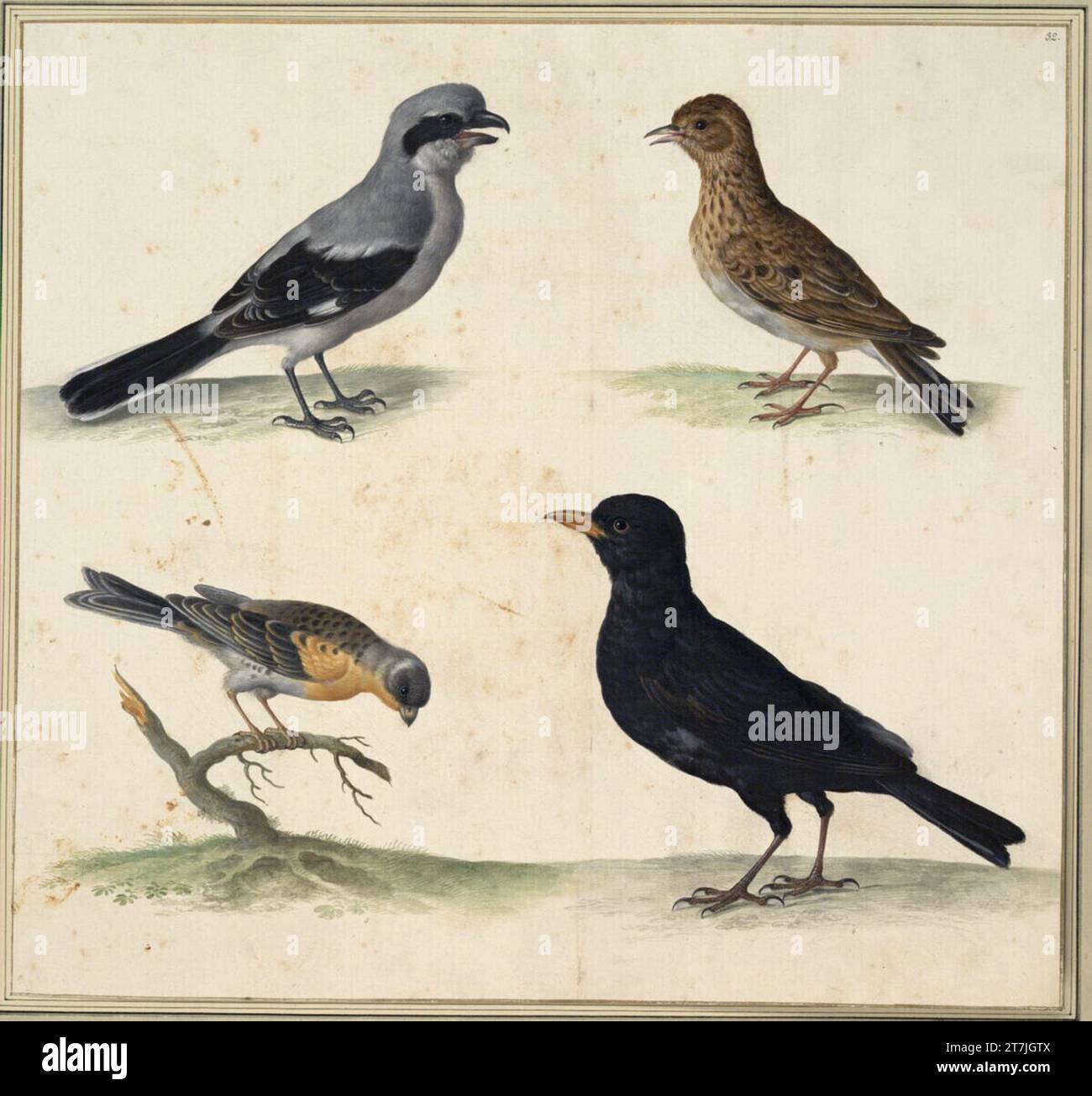 D cinereus hires stock photography and images Alamy