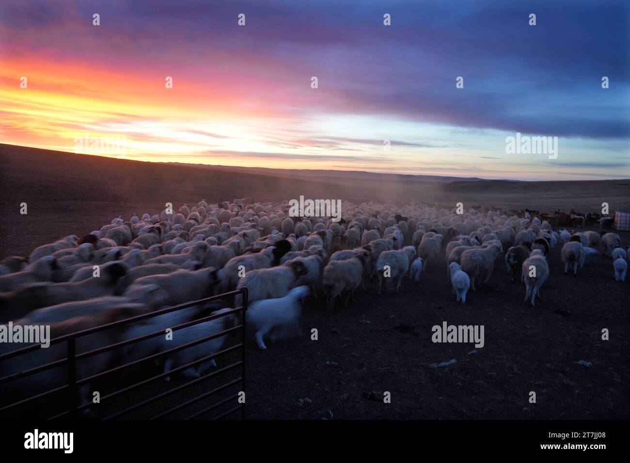 Goats And Sheep Run Towards A Water Point Before Undertaking A 24