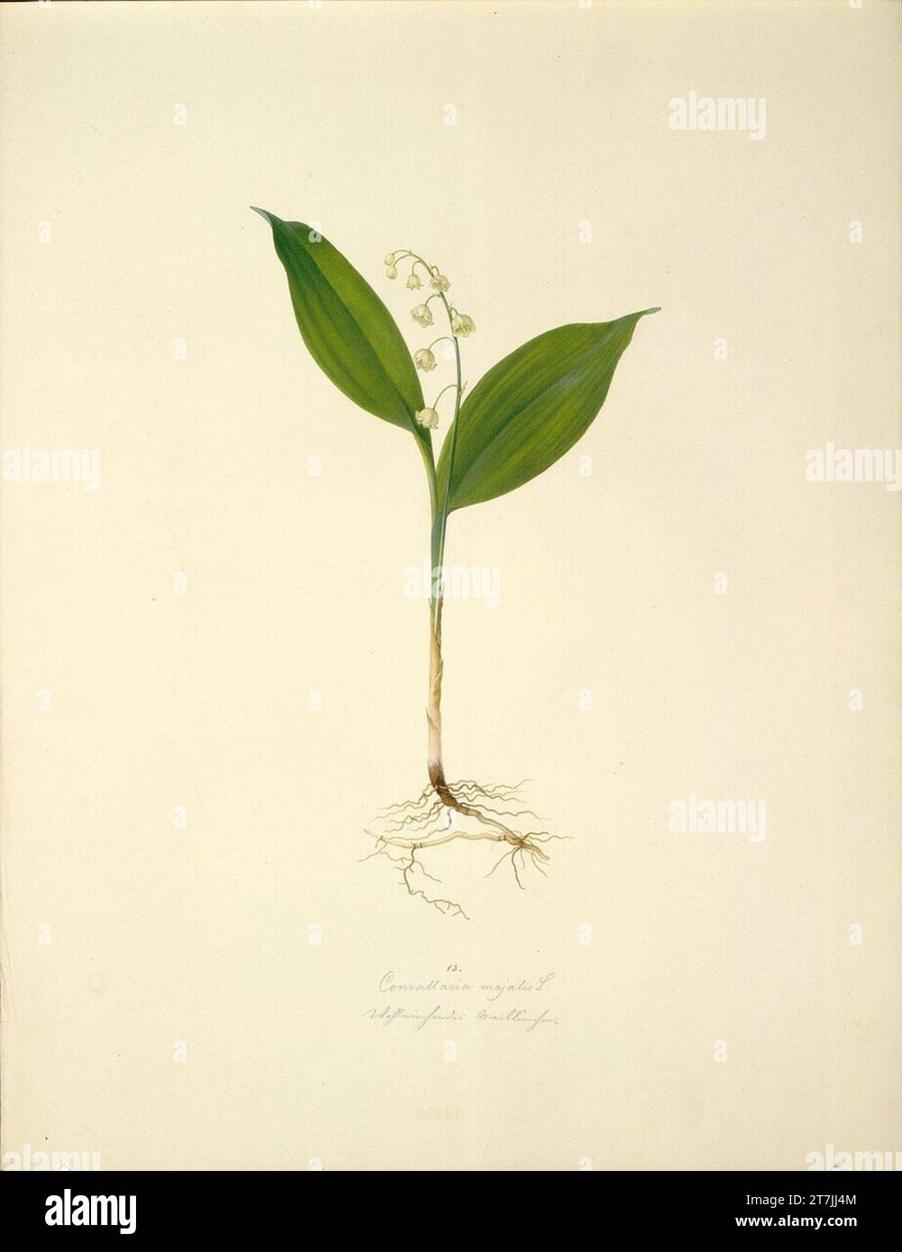 August Rokert Convallaria Majalis l - mashöckchen. Watercolor 1835-1855 , 1835/1855 Stock Photo