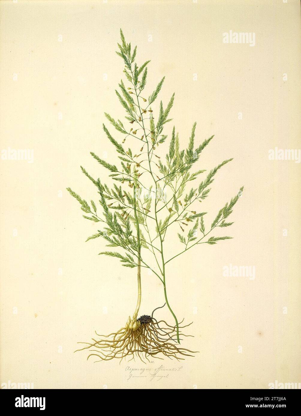 August Rokert Asparagus Officinalis L - common asparagus. Watercolor 1835-1855 , 1835/1855 Stock Photo