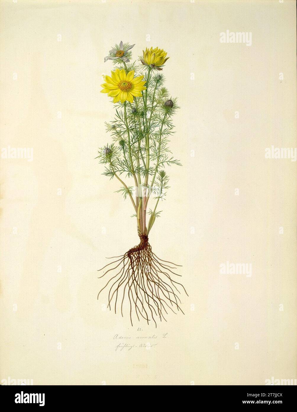 August Rokert Adonis Vernalis L - Spring Adonis Break. Watercolor 1835-1855 , 1835/1855 Stock Photo