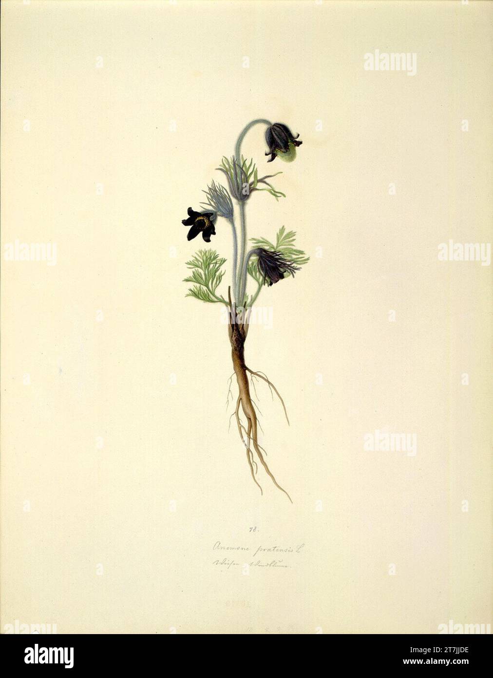 August Rokert Anemone Pratensis l - Meases-Cowrose. Watercolor 1835-1855 , 1835/1855 Stock Photo