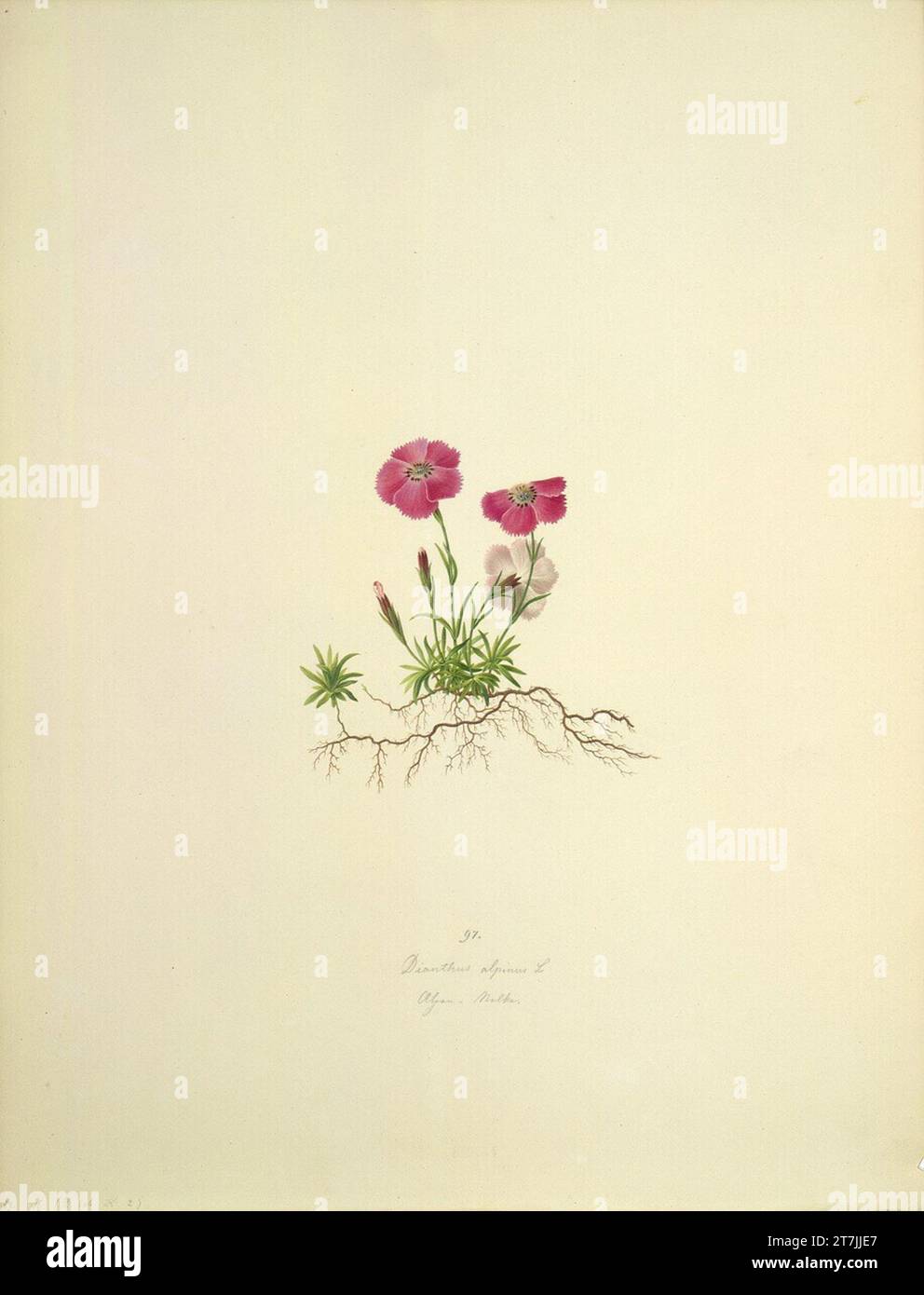 August Rokert Dianthus alpinus L - Alpennelke. Watercolor 1835-1855 , 1835/1855 Stock Photo