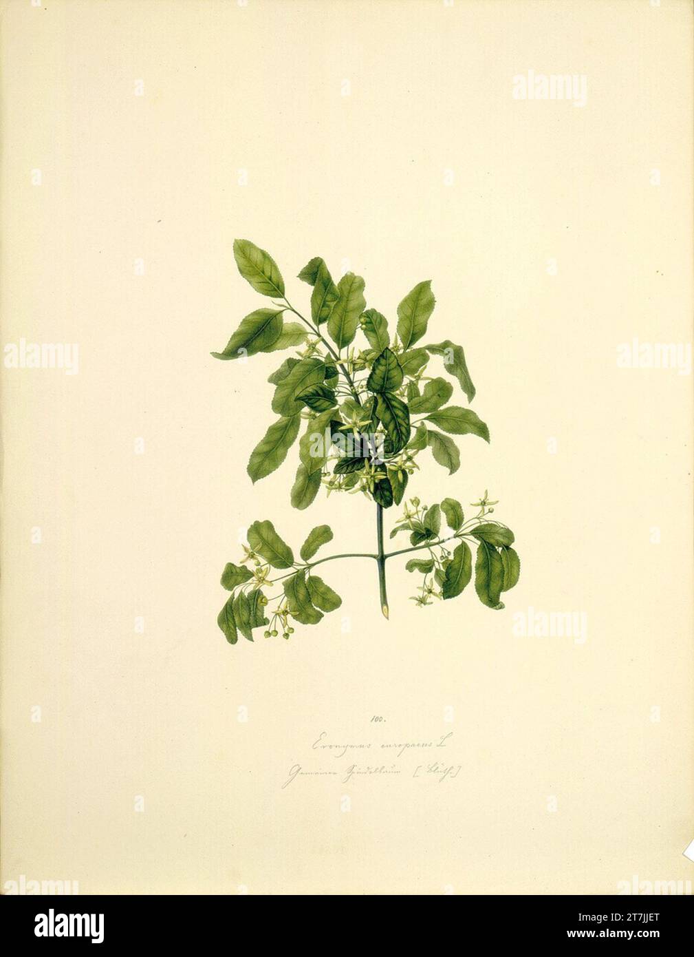 August Rokert Euonymus Europaeus L - ordinary spindle bush (flower). Watercolor 1835-1855 , 1835/1855 Stock Photo