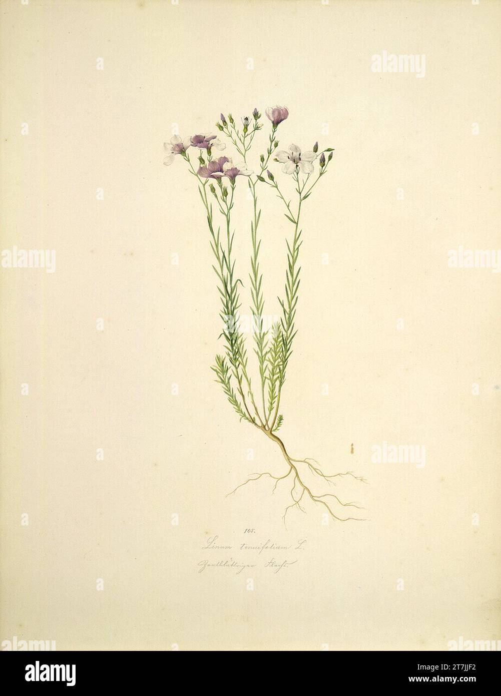 August Rokert Linum Tenuifolium L - narrow -leafed lin. Watercolor 1835-1855 , 1835/1855 Stock Photo