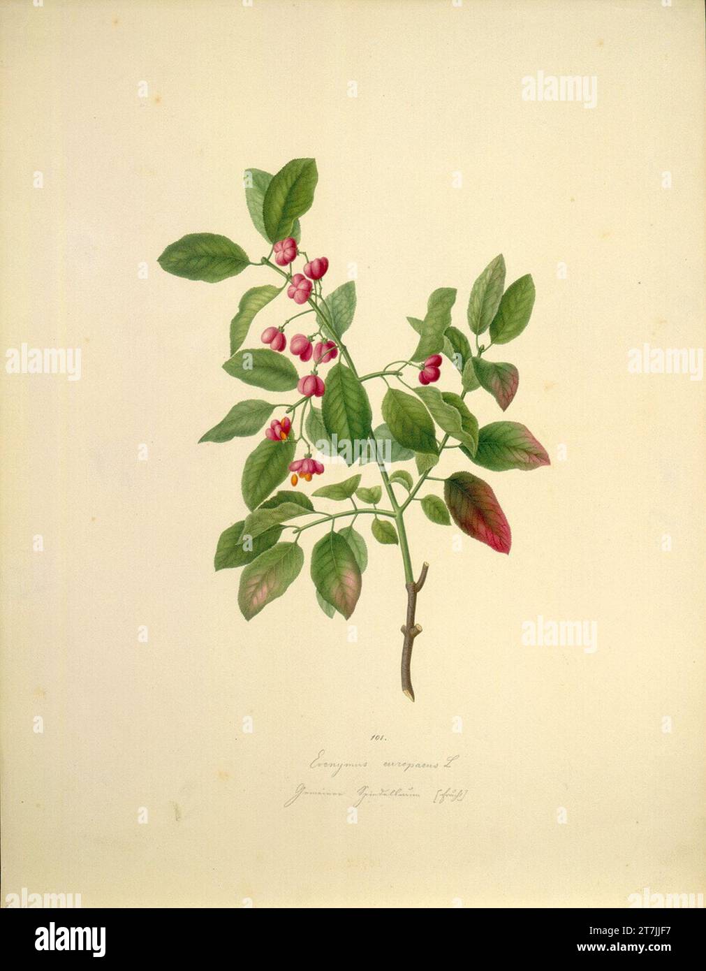 August Rokert Euonymus Europaeus L - ordinary spindle bush (fruit). Watercolor 1835-1855 , 1835/1855 Stock Photo