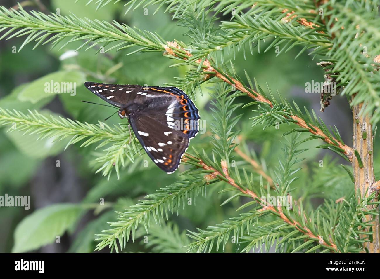 Poplar Admiral, Limenitis populi, butterfly from Finland Stock Photo