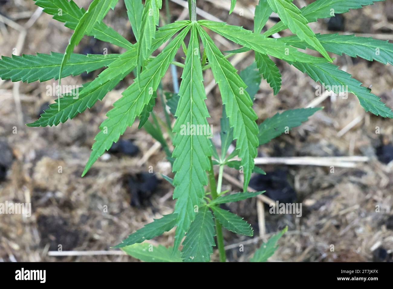 Cannabis sativa, commonly known as marijuana or hemp, wild medicinal plant from Finland Stock Photo