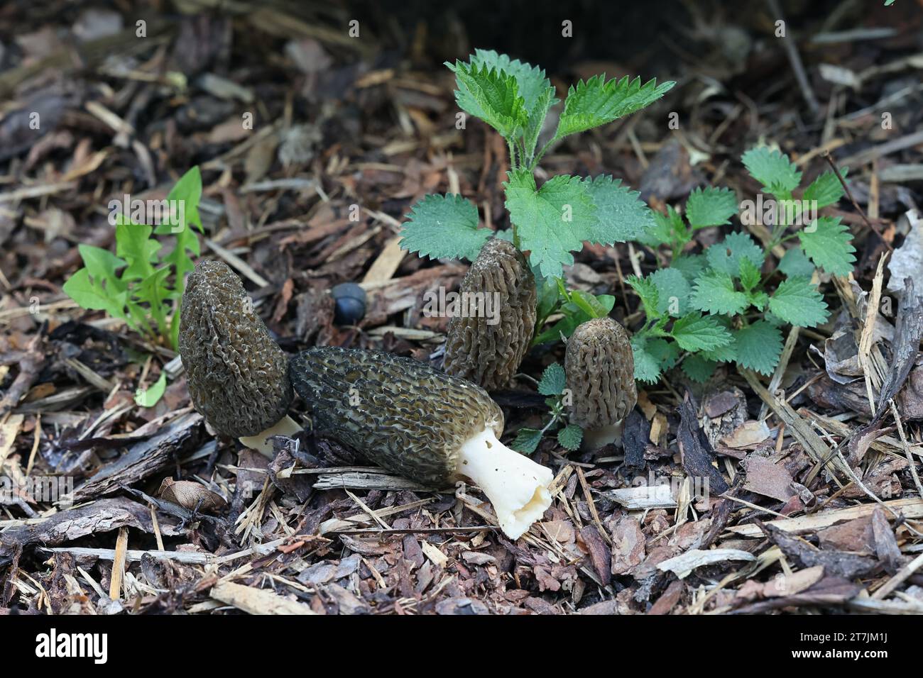 Morchella elata, an edible spring fungus commonly known as black morel