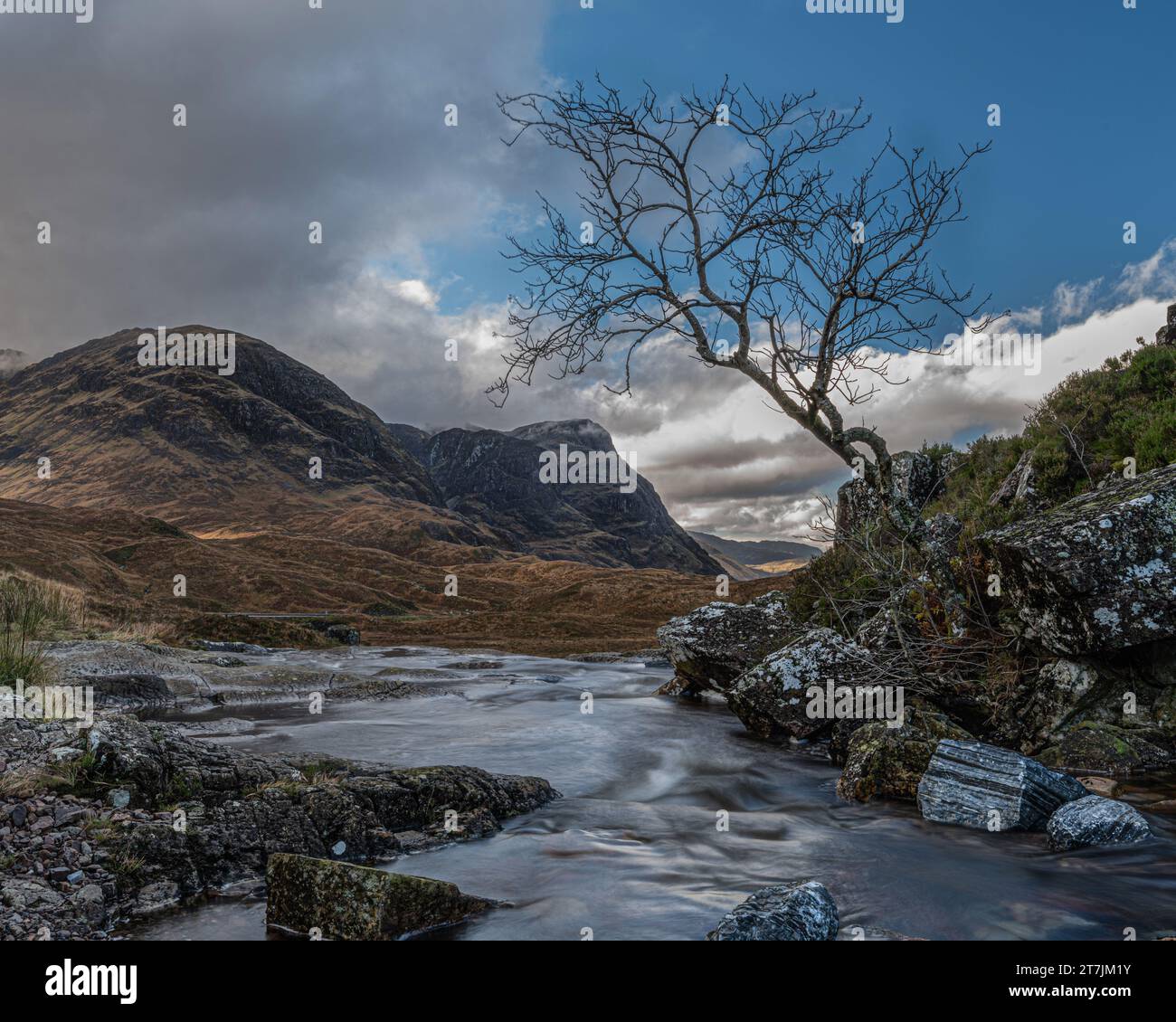 Lone Tree, River Coe, Glencoe, Scotland Stock Photo