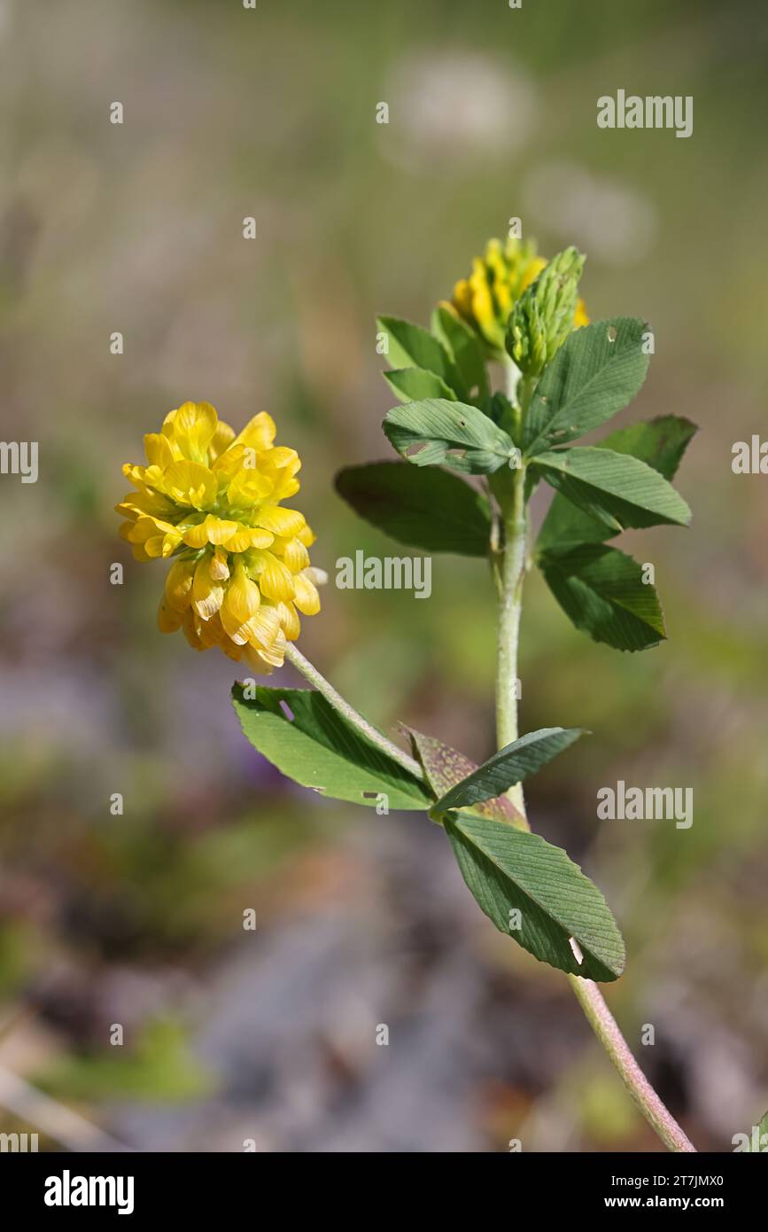 Trifolium aureum, commonly known as Large Hop Trefoil, Golden clover or Large hop clover, wild flower from Finland Stock Photo