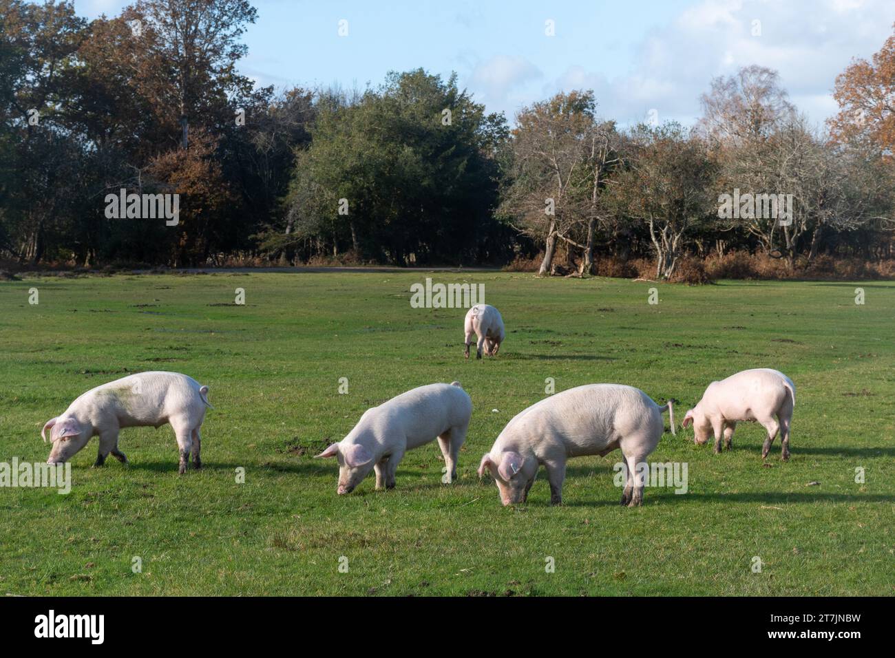 Domestic pigs roam the New Forest during autumn in pannage season to eat acorns and nuts (acorns are poisonous to ponies), November, England, UK Stock Photo