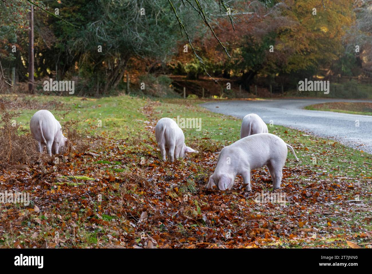 Domestic pigs roam the New Forest during autumn in pannage season to