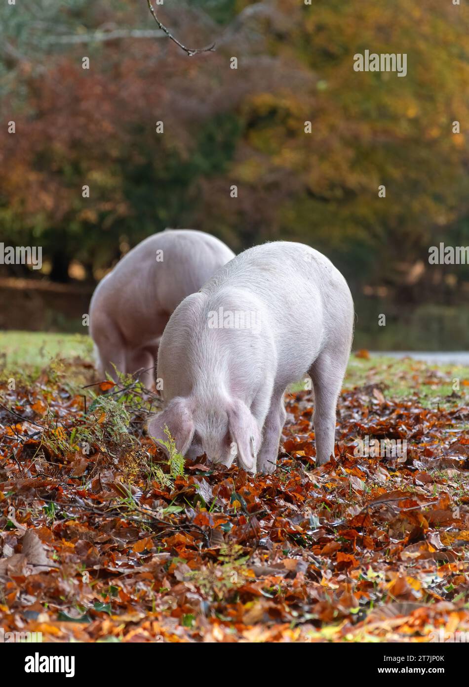 Pannage season when domestic pigs roam the New Forest during autumn to eat acorns and nuts (acorns are poisonous to ponies), November, England, UK Stock Photo