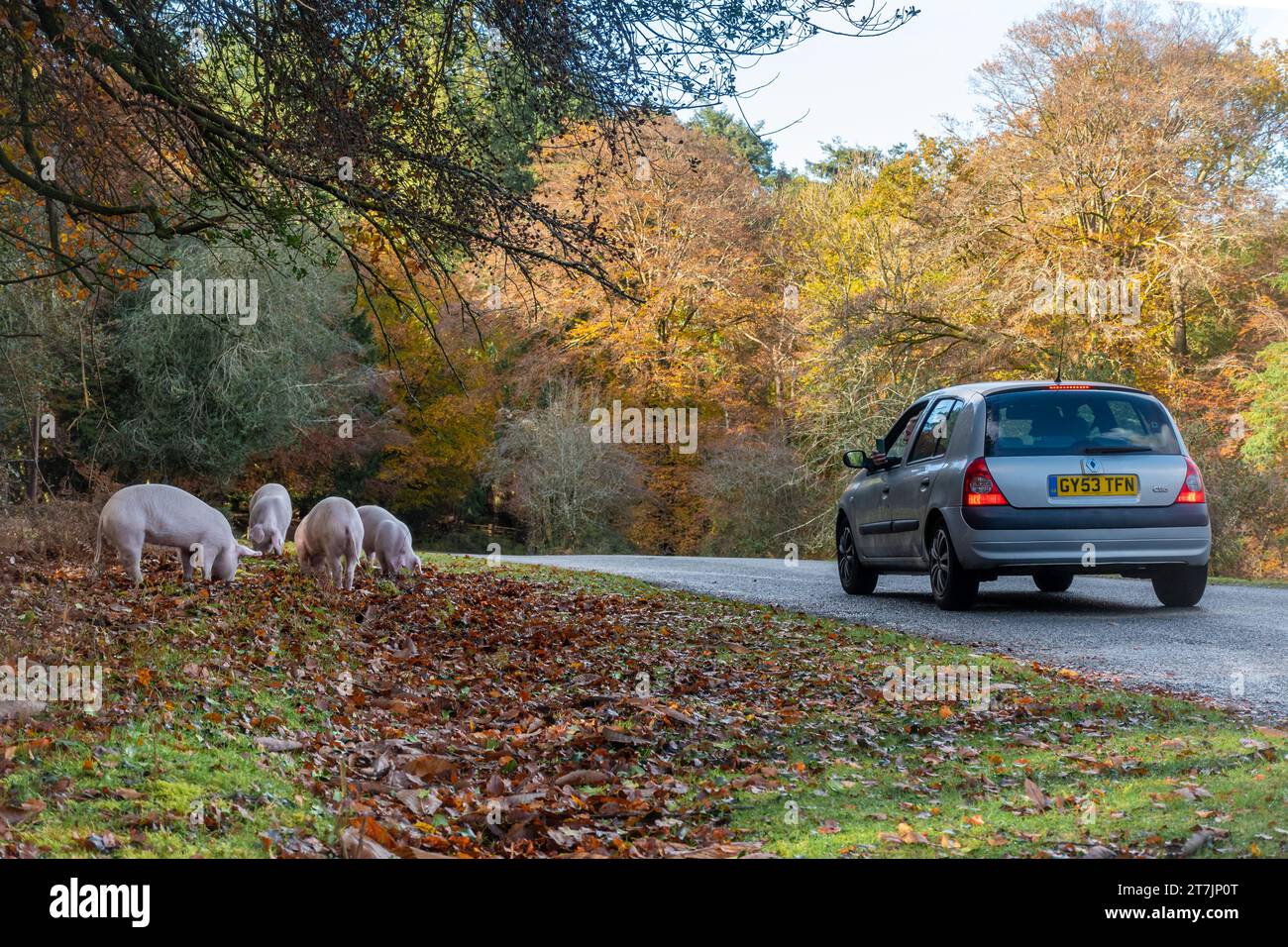 Domestic pigs roam the New Forest during autumn in pannage season to