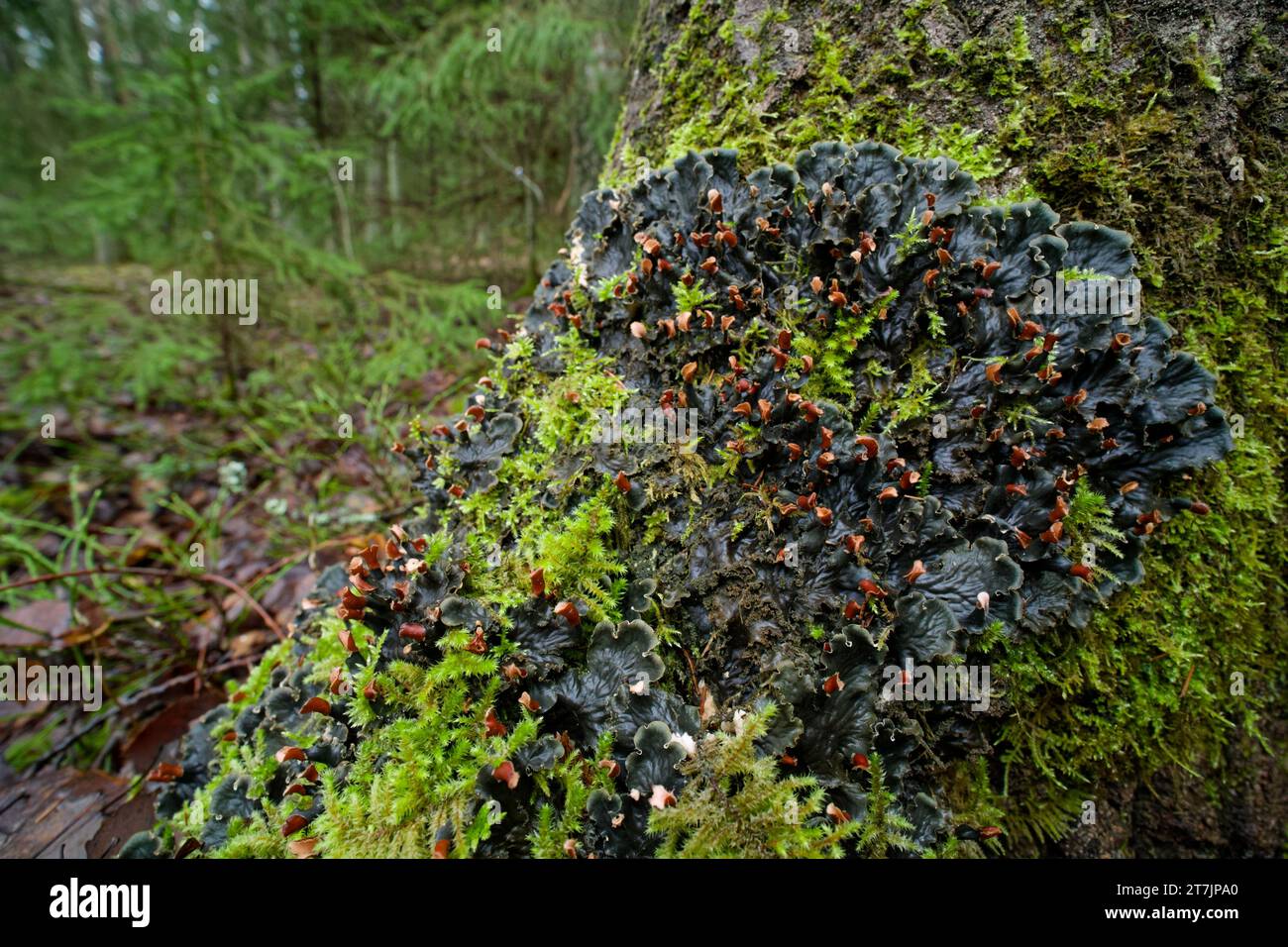 Scaly dog pelt lichen (Peltigera praetextata) Stock Photo