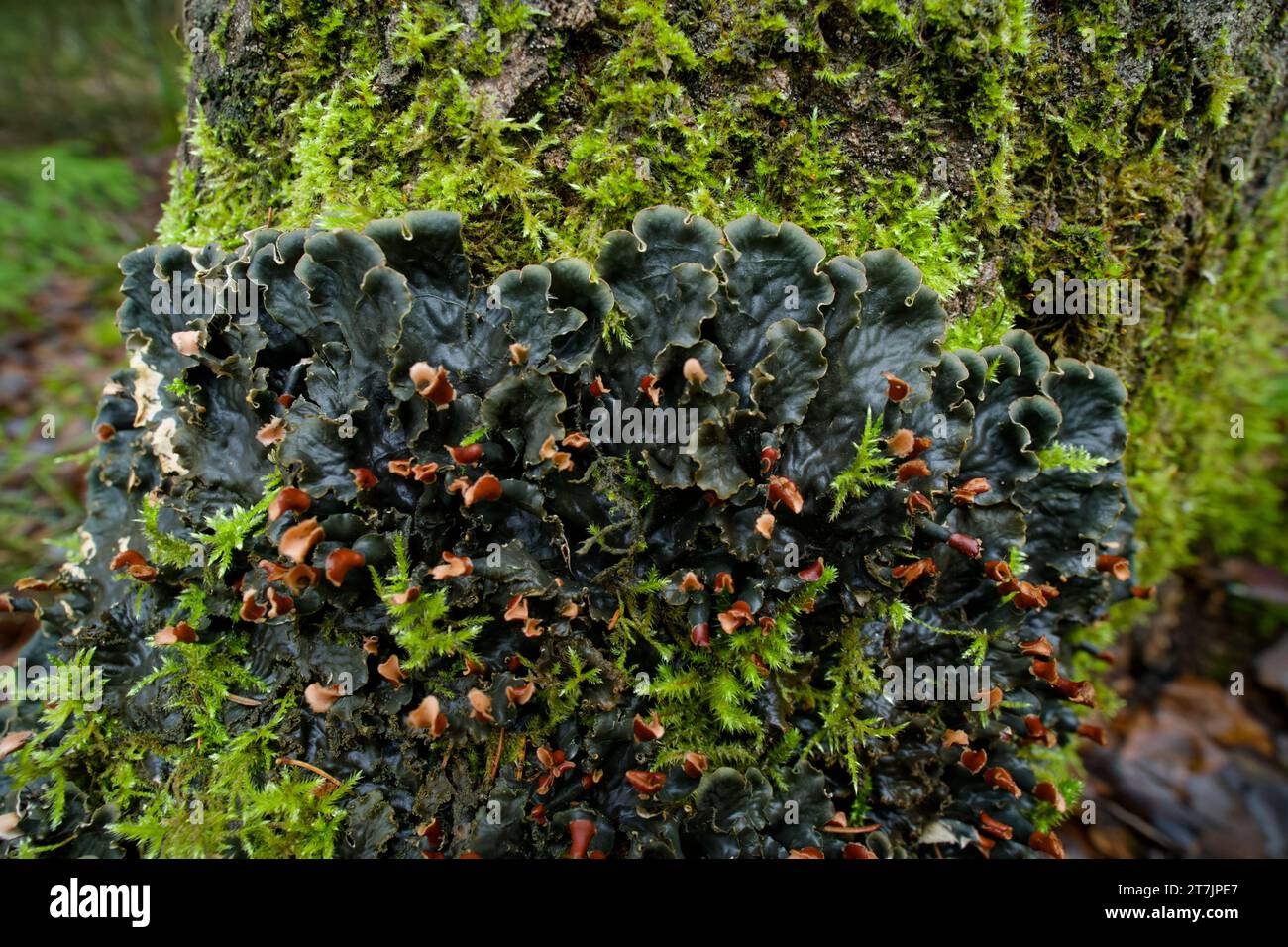 Scaly dog pelt lichen (Peltigera praetextata) Stock Photo