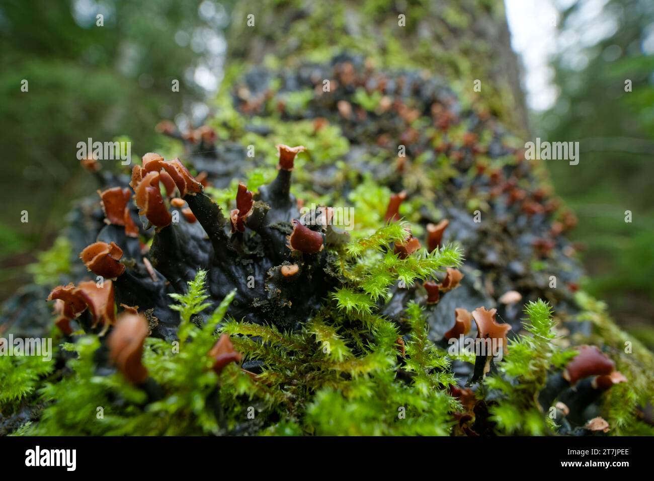 Scaly dog pelt lichen (Peltigera praetextata) Stock Photo