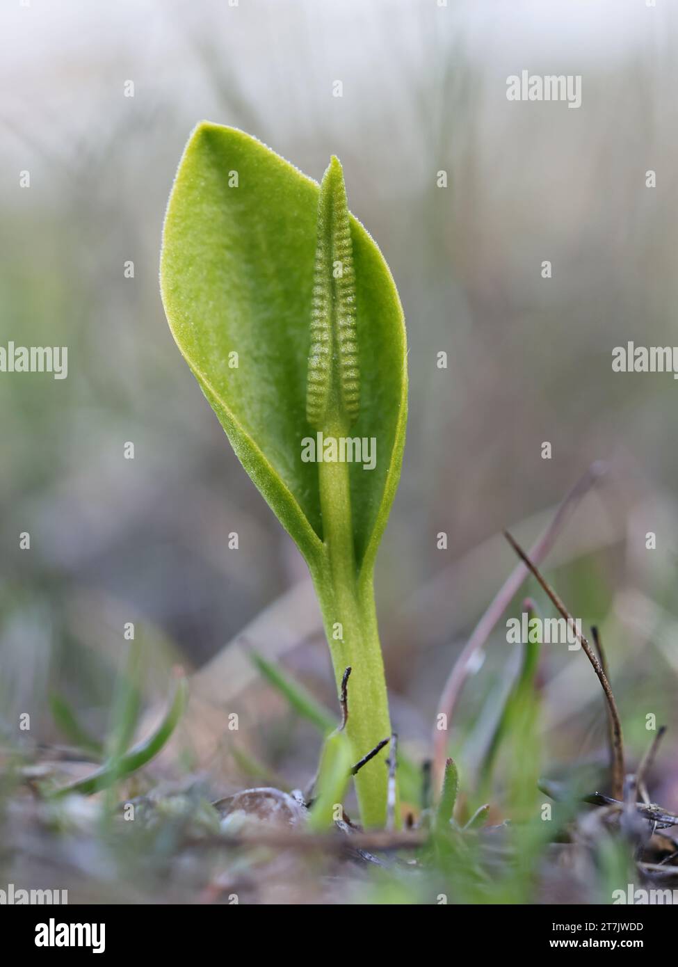 Ophioglossum vulgatum, commonly known as adder's-tongue, southern adders-tongue or adderstongue fern, wild plant from Finland Stock Photo