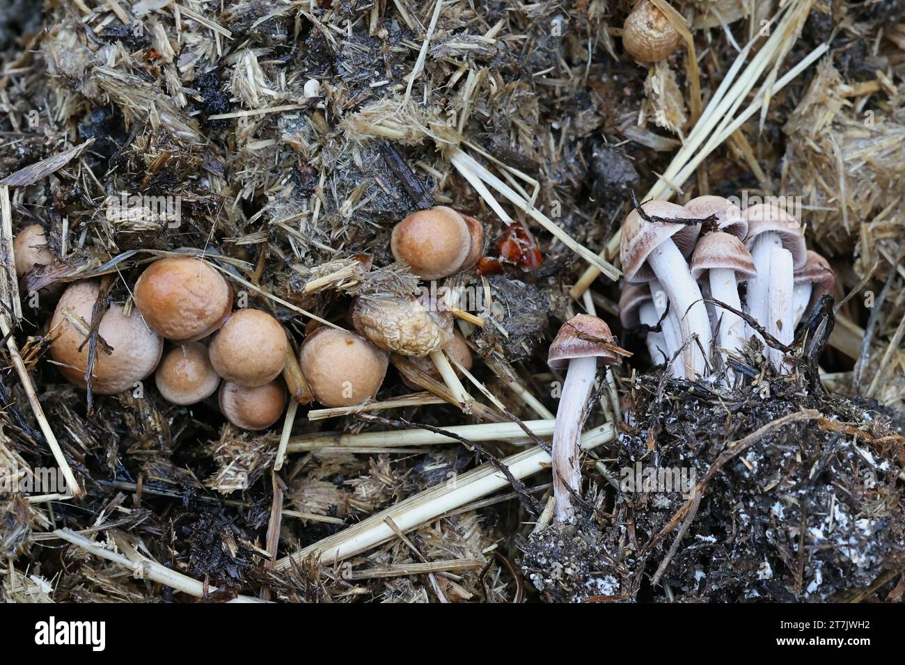 Panaeolus cinctulus, commonly known as the banded mottlegill, weed Panaeolus or subbs, psilocybin mushroom growing on horse dung in Finland Stock Photo