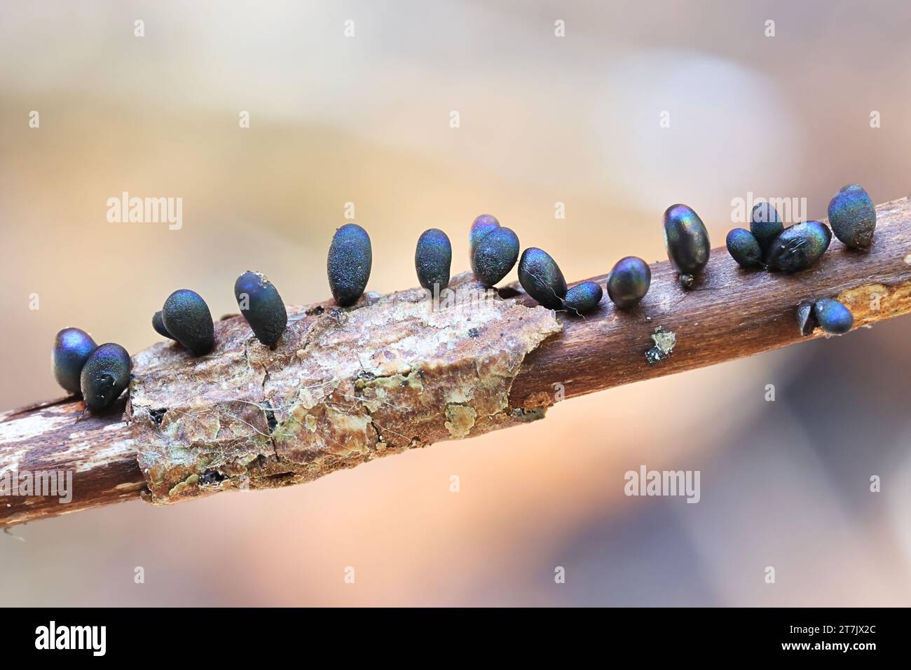 Lamproderma ovoideum, a nivicolous slime mold from Finland, no common English name Stock Photo