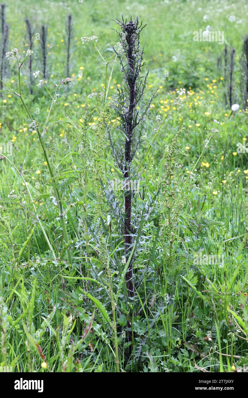 Marsh Thistle, Cirsium palustre, also known as European swamp thistle or Marsh plume thistle, wild flowering plant from Finland Stock Photo