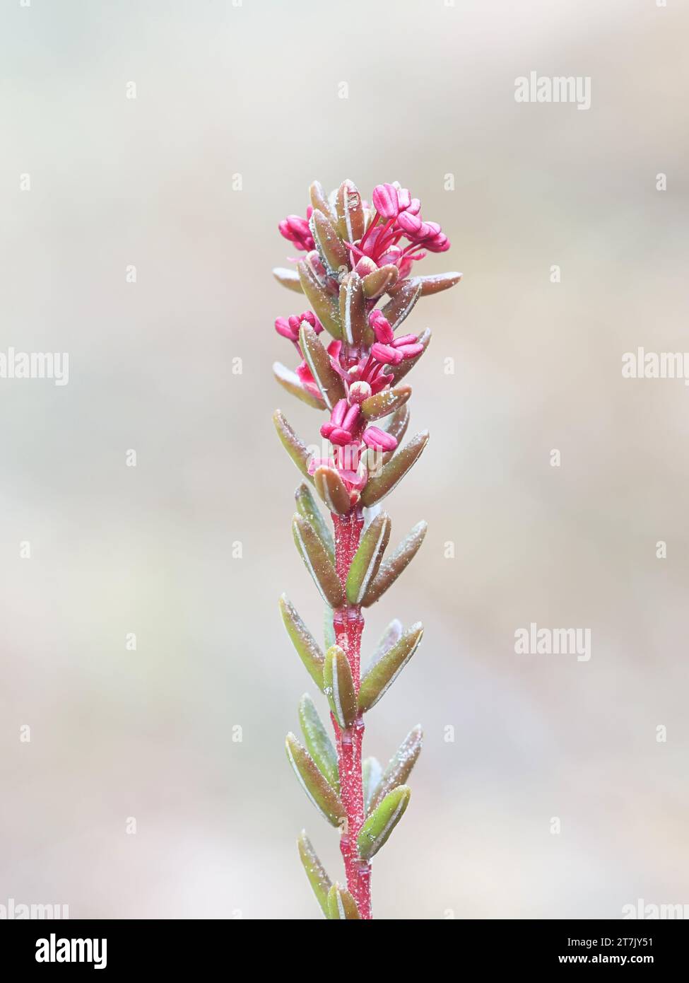 Crowberry, Empetrum nigrum, also known as Black crowberry or Mossberry, wild plant from Finland Stock Photo