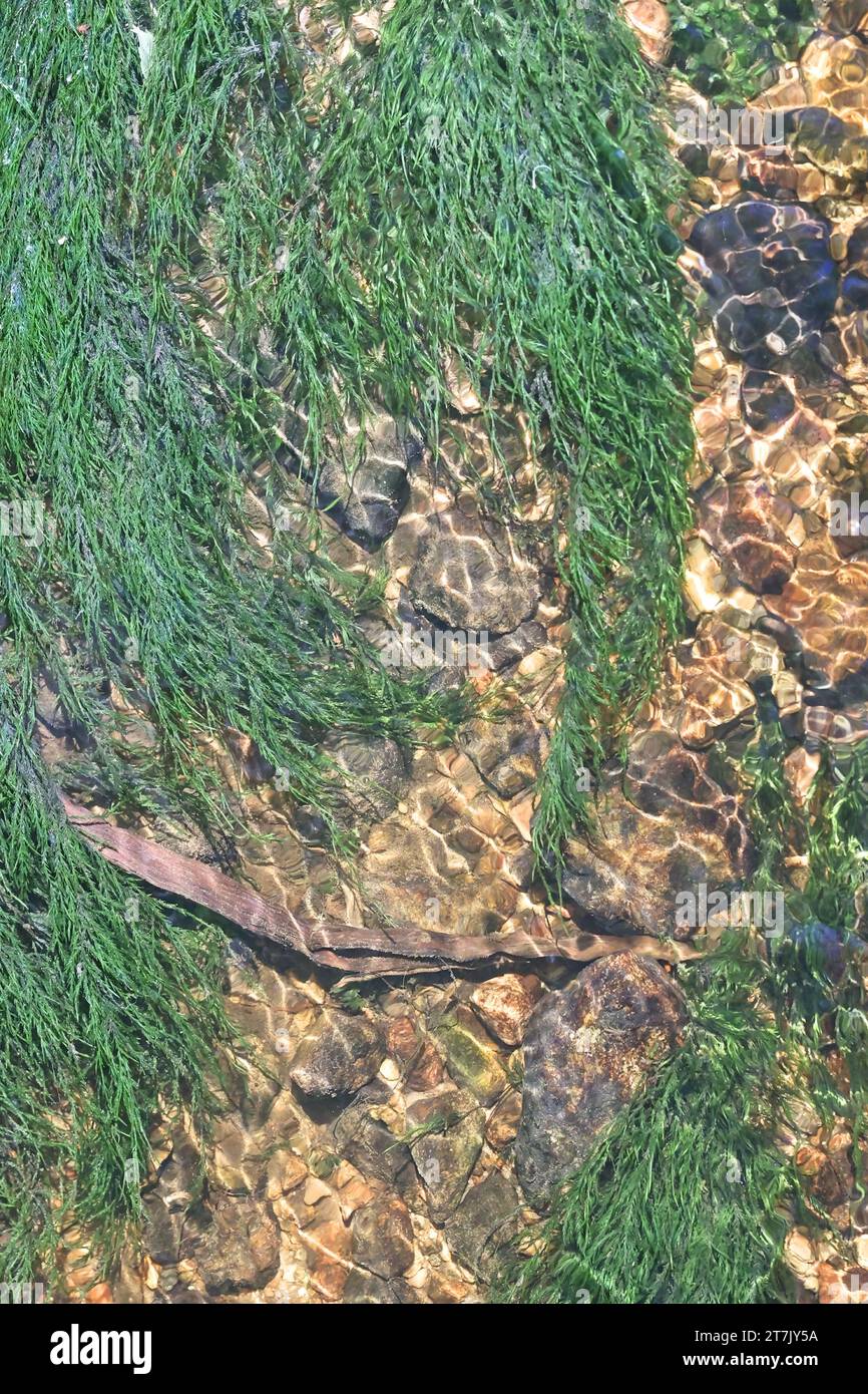 Fontinalis dalecarlica, commonly known as fountain moss, brook moss or water moss, photographed in a forest stream in Finland Stock Photo