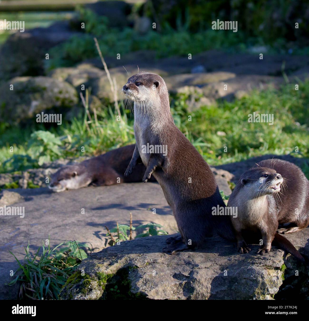 Asian Small-Clawed Otters Stock Photo