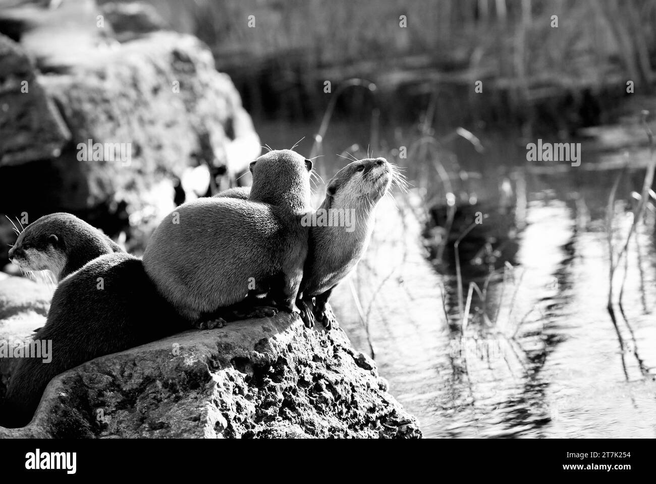 Asian Small-Clawed Otters Stock Photo - Alamy